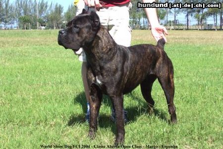 Cane Corso Hunde Foto 13329 Cane Corso WORLD CHAMPION 2004 MARGO
