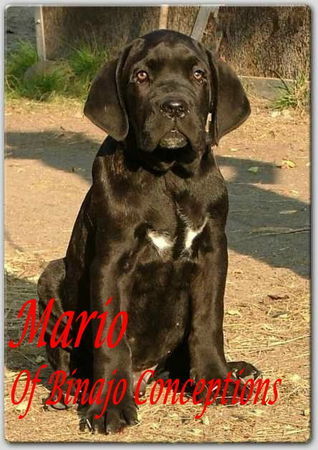 Cane Corso Hunde Foto 29552 Cane Corso