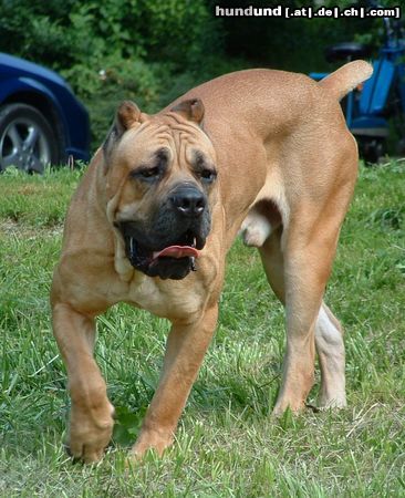 Cane Corso Hunde Foto 21521 Cane Corso Massimo