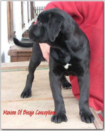 Cane Corso Hunde Foto 29547 Cane Corso
