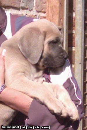 Cane Corso Hunde Foto 11565 Cane Corso Mephisto, 8 Wochen