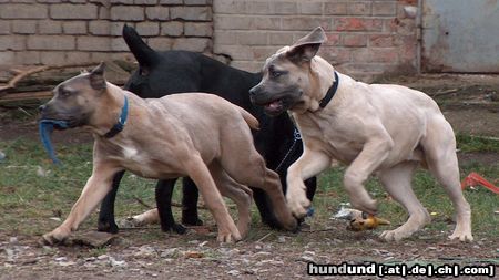 Cane Corso Hunde Foto 11566 Cane Corso Junghunde beim Spielen