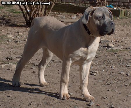 Cane Corso Hunde Foto 11567 Cane Corso Mephisto, 8 Monate