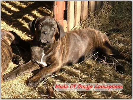Cane Corso Hunde Foto 29549 Cane Corso