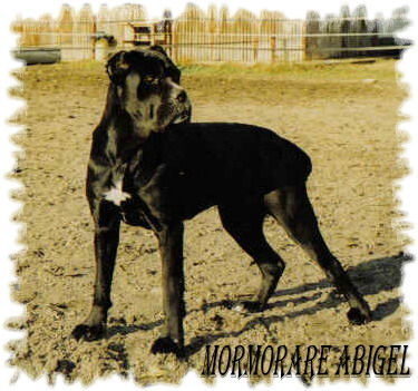 Cane Corso Hunde Foto 29541 Cane Corso