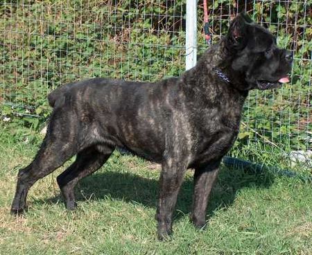 Cane Corso Hunde Foto 27975 Cane Corso Porta dell' Inferno
