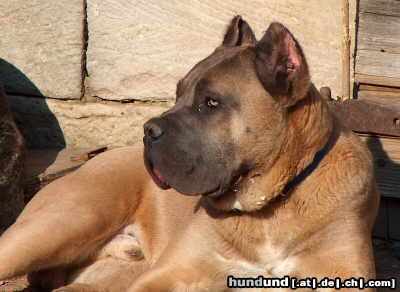 Cane Corso Hunde Foto 11568 Cane Corso Murphy, 8 Monate