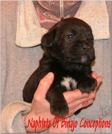 Cane Corso Hunde Foto 29557 Cane Corso