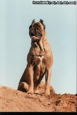Cane Corso Hunde Foto 7953 Cane Corso Hündin, 3 Jahre
