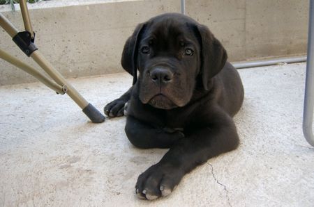 Cane Corso Nathan from Italy, 69 days old
