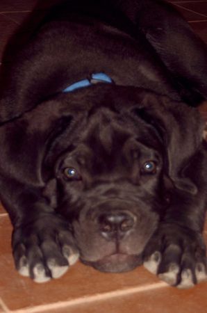 Cane Corso Nathan 84 Tage, ich bin knuffig und weiss es auch 