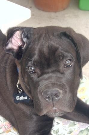 Cane Corso Hunde Foto 39428 Cane Corso Nathan 84 Tage, lässig und bewusst fotogen
