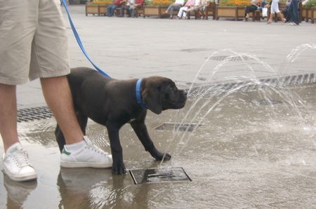 Cane Corso Nathan 91 Tage, erste begegnung mit dem wasser