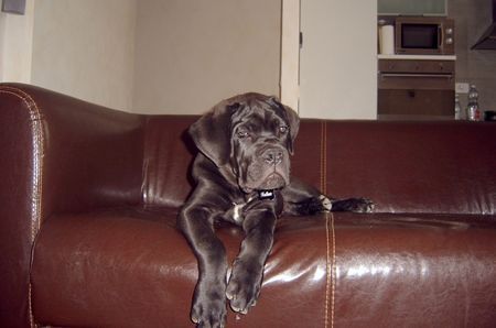 Cane Corso Hunde Foto 39430 Cane Corso Nathan 94 Tage, auf dem sofa