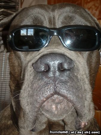 Cane Corso Hunde Foto 18402 in höherer Auflösung ansehen Cane Corso Neo / Marlon