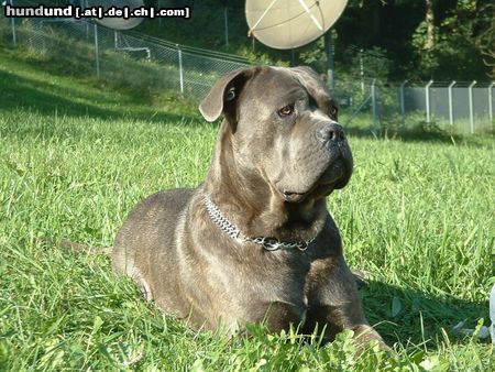 Cane Corso Hunde Foto 16153 in höherer Auflösung ansehen Cane Corso Meine grosse Maus...
