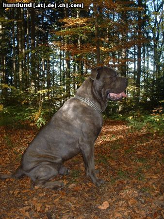 Cane Corso Hunde Foto 18403 in höherer Auflösung ansehen Cane Corso Neo / Marlon