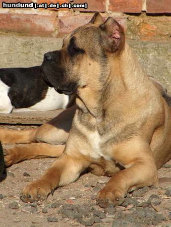 Cane Corso Hunde Foto 11569 Cane Corso Neo, 8 Monate