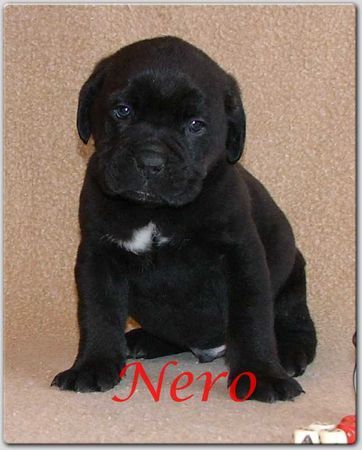 Cane Corso Hunde Foto 29559 Cane Corso