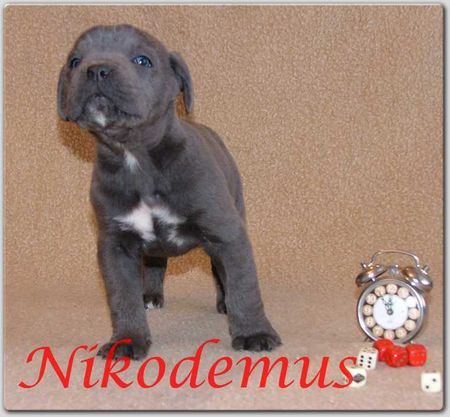 Cane Corso Hunde Foto 29558 Cane Corso