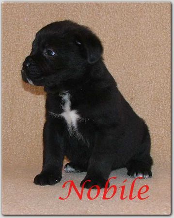 Cane Corso Hunde Foto 29560 Cane Corso