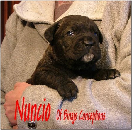 Cane Corso Hunde Foto 29556 Cane Corso