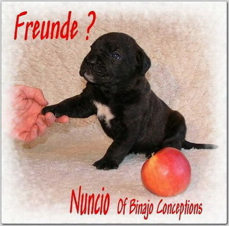 Cane Corso Hunde Foto 29533 Cane Corso