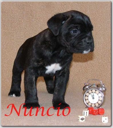 Cane Corso Hunde Foto 29561 Cane Corso