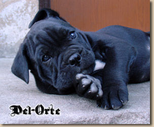 Cane Corso Hunde Foto 35788 in höherer Auflösung ansehen Cane Corso SWEET DREAM Del-Orte