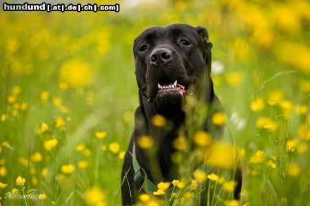 Cane Corso