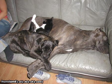 Cane Corso Hunde Foto 24030 in höherer Auflösung ansehen Cane Corso Raisa z Mazurskiege Edenu and her puppy Medusa