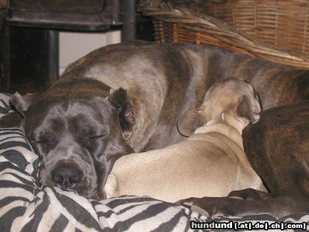 Cane Corso Hunde Foto 24032 in höherer Auflösung ansehen Cane Corso Raisa z Mazurskiege Edenu and her freind the french bulldog Smølf
