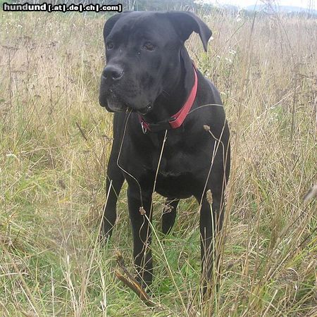 Cane Corso Hunde Foto 15406 in höherer Auflösung ansehen Cane Corso Bonie - 9 months