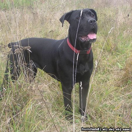 Cane Corso Hunde Foto 15407 in höherer Auflösung ansehen Cane Corso Bonie - 9 months