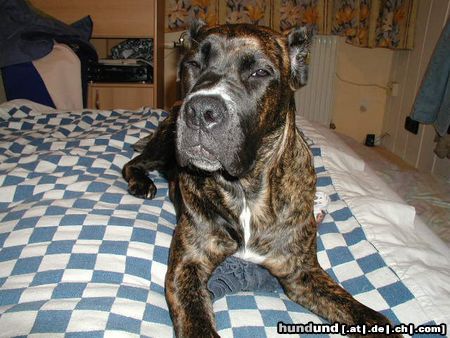 Cane Corso Hunde Foto 8364 Cane Corso Das ist Udine Bailando con Lobos mit 6 Monaten
