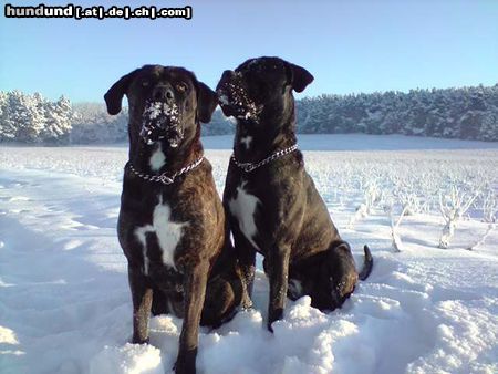 Cane Corso Lena & Carlos