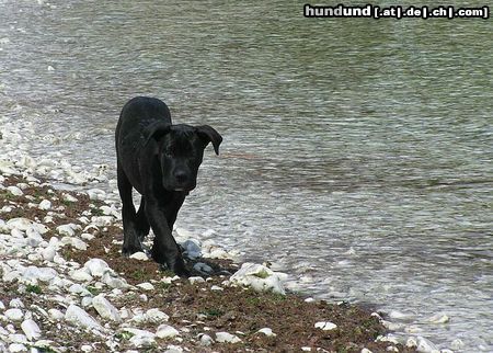 Cane Corso Hunde Foto 14011 Cane Corso Bonie - 3 months