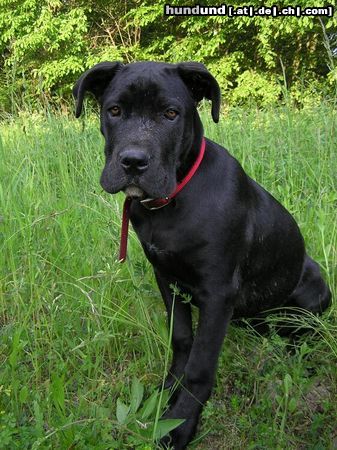 Cane Corso Hunde Foto 14007 Cane Corso Bonie - 4 months