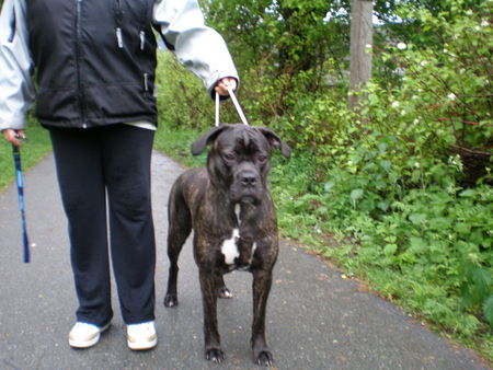 Cane Corso selma from norway