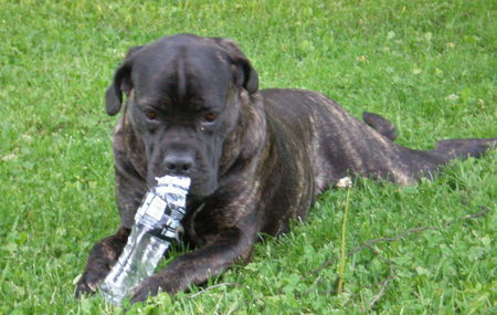 Cane Corso selma from norway