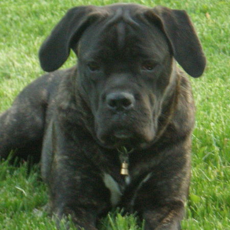 Cane Corso selma from norway