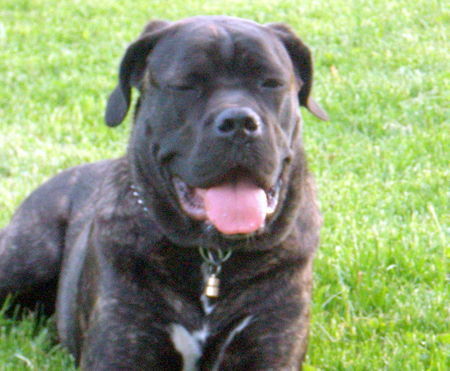 Cane Corso selma from norway