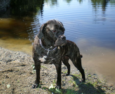 Cane Corso Hunde Foto 38487 in höherer Auflösung ansehen Cane Corso bade nymfe