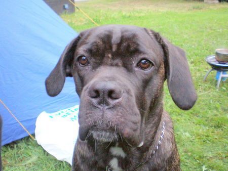 Cane Corso Hunde Foto 38755 in höherer Auflösung ansehen Cane Corso selma from norway