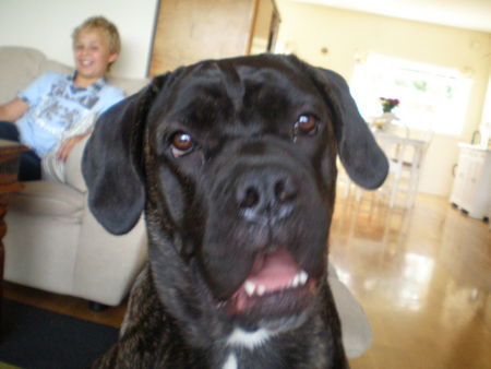 Cane Corso Hunde Foto 38827 in höherer Auflösung ansehen Cane Corso selma from norway