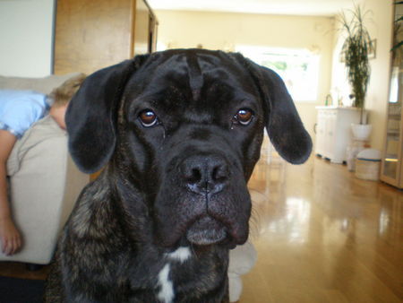 Cane Corso Hunde Foto 38826 in höherer Auflösung ansehen Cane Corso selma from norway