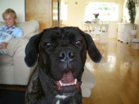 Cane Corso Hunde Foto 38825 in höherer Auflösung ansehen Cane Corso selma from norway