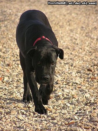 Cane Corso Hunde Foto 14008 Cane Corso Bonie - 6 months