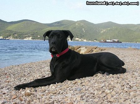 Cane Corso Hunde Foto 14009 Cane Corso Bonie - 6 months