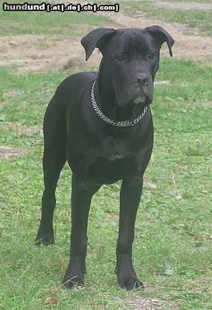 Cane Corso Hunde Foto 15405 in höherer Auflösung ansehen Cane Corso Bonie - 8 months